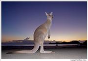 Wildlife Kangaroo 1
